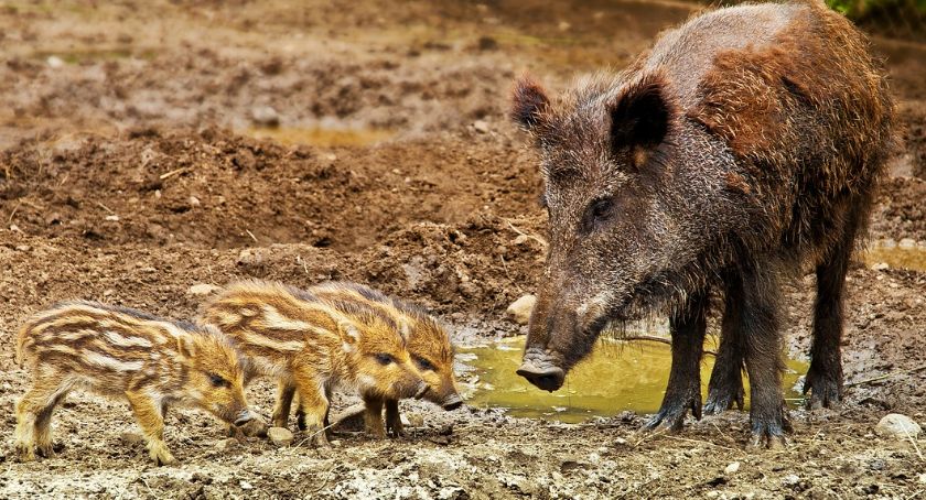 Oko w oko z dziką zwierzyną 