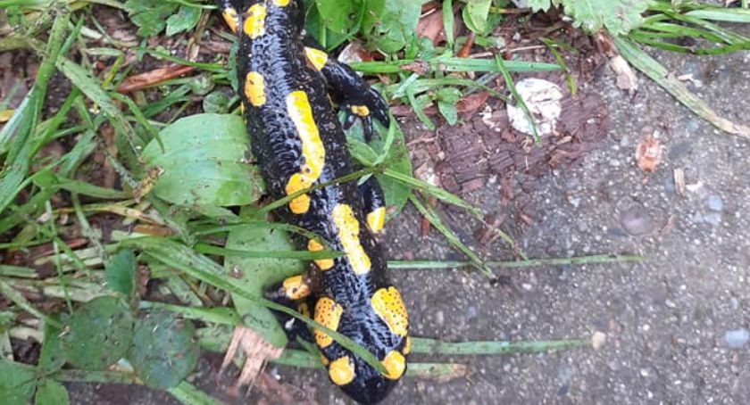 Salamandra plamista w Karkonoszach