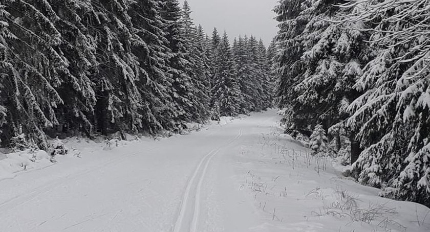 Piesi na trasach biegowych w Jakuszycach 
