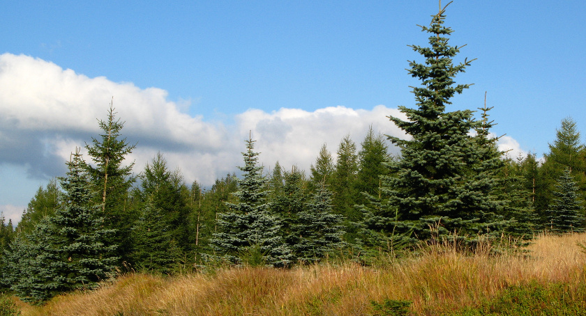Karkonoskie świerki naturalnymi wskaźnikami wiatru