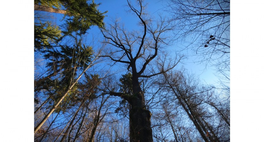 Cesarski Dąb – okazały pomnik przyrody