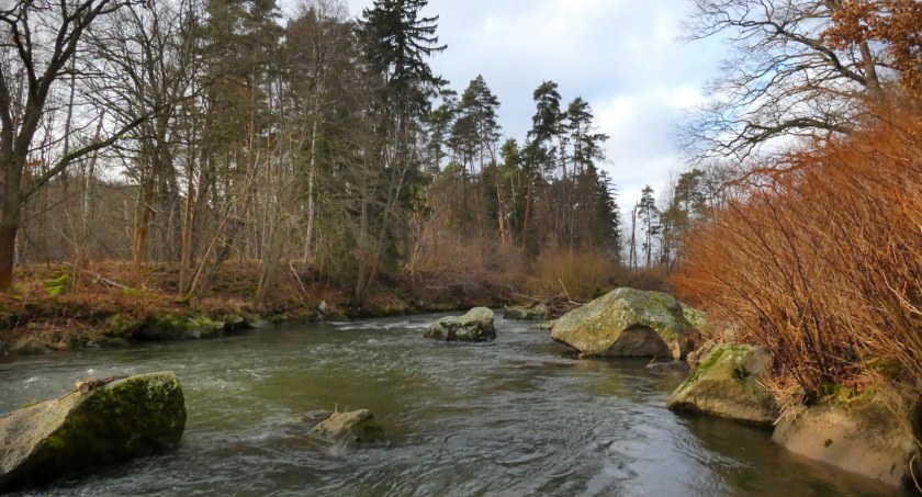Modrzewiowa Wyspa 