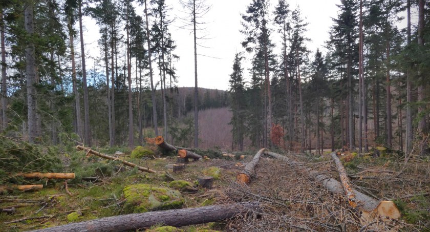 Wzgórze Bukowna – jedno z ciekawszych miejsc Pogórza Karkonoskiego