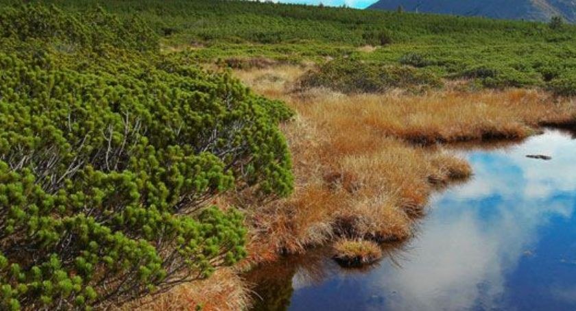 Torfowisko Upy - karkonoska Arktyka