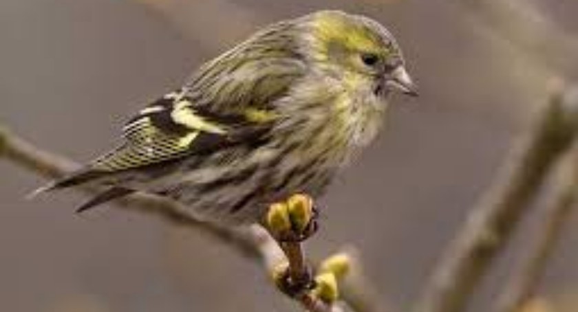 Karkonoska awifauna - źródło wróżb i przesądów