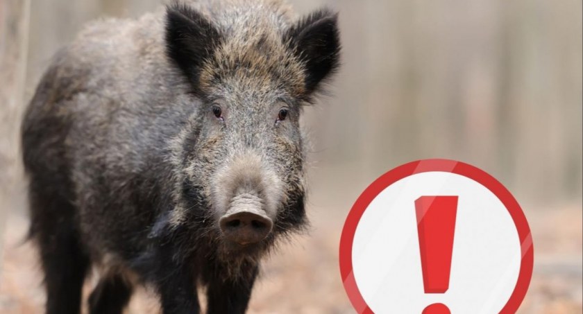 Karpacz - Apel do mieszkańców i turystów – Nie dokarmiajcie dzików