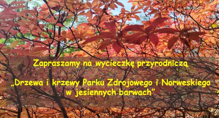 Drzewa i krzewy Parku Zdrojowego i Norweskiego w jesiennych barwach - Zaproszenie na wycieczkę
