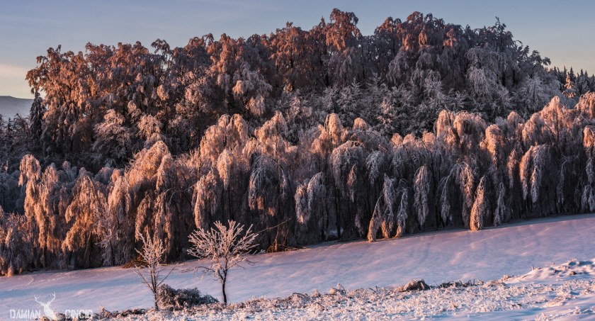 Okiść śnieżna w Karkonoszach