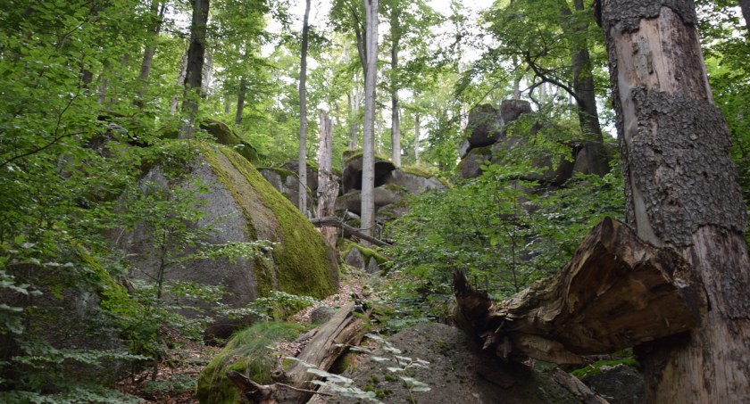 Zmiany klimatyczne w Karkonoszach. Podnosi się granica lasu. 