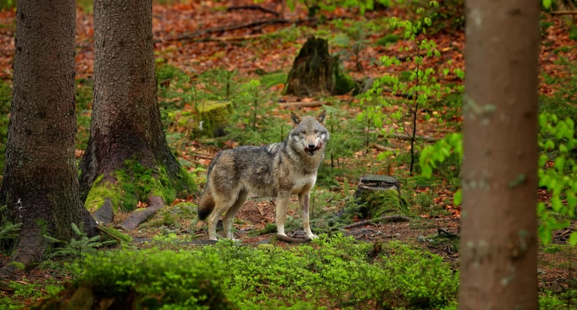 Karkonosze ponownie stały się domem wilków