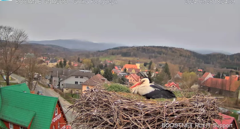 Do Podgórzyna wrócił bocian