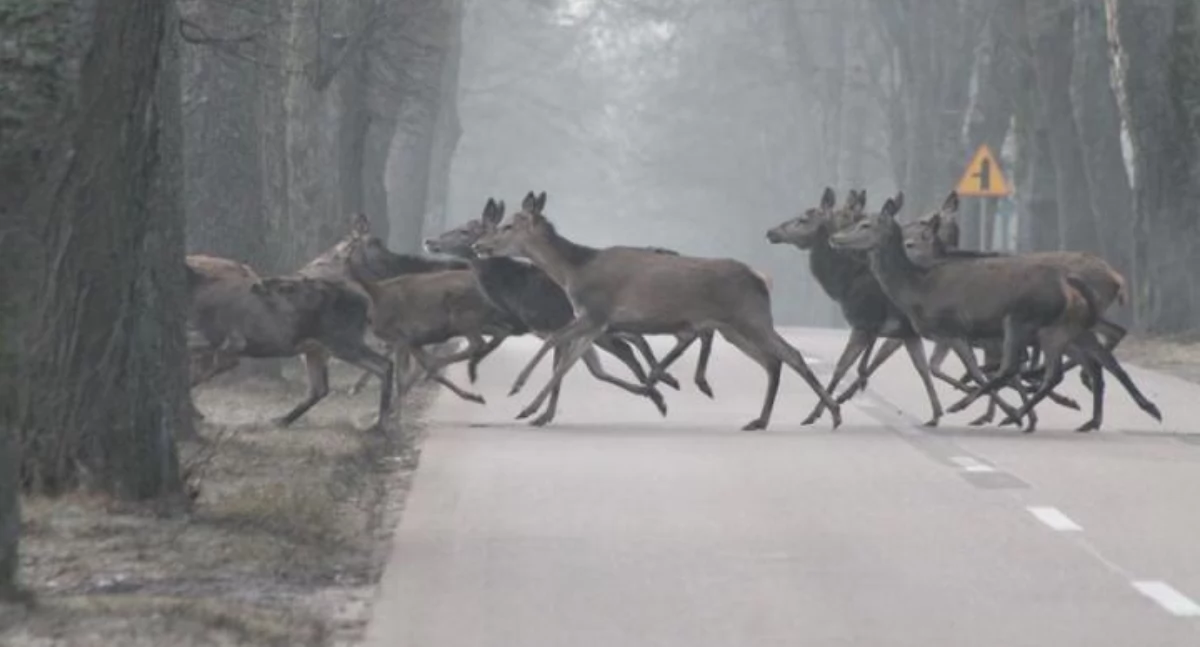 Uwaga na zwięrzęta na drogach