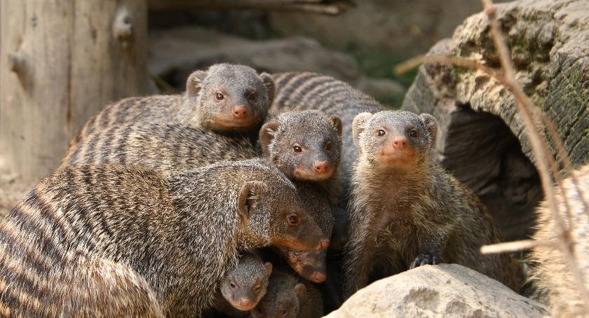 Mangusty na stołach i ławkach w Zoo Görlitz