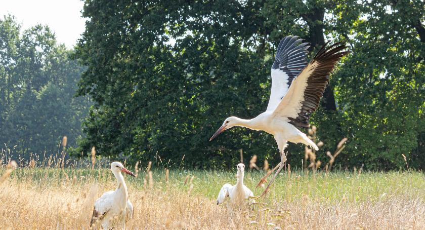 Bociani rok 2020 w Zoo Görlitz 