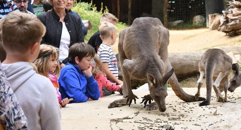 Festyn w görlitzkim ZOO 13 września 2020