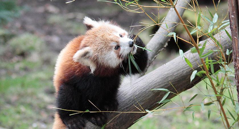 „Okaż serce” dla Zoo Görlitz