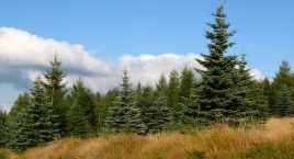 Karkonoskie świerki naturalnymi wskaźnikami wiatru