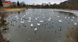 Zdjęcie przedstawia: Łabędzi Staw – popularne miejsce wypoczynku