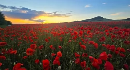 Morze czerwieni pod Karkonoszami. Makowe pola zachwy&hellip;