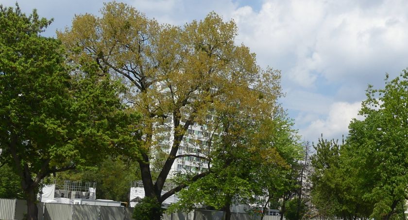 Pomnik przyrody na Banacha wymaga pilnej opieki