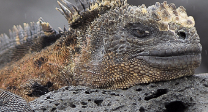  Podróże Dalekie I Bliskie - Ekwador I Galapagos