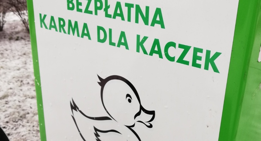 Dokarmiamy kaczki zimą