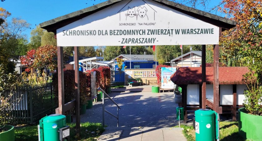 Budowa pawilonu dla starszych psów na Paluchu