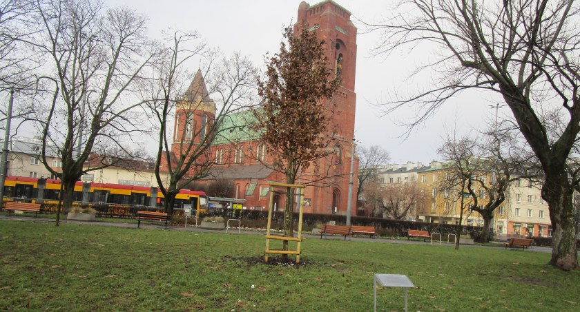 Dąb 