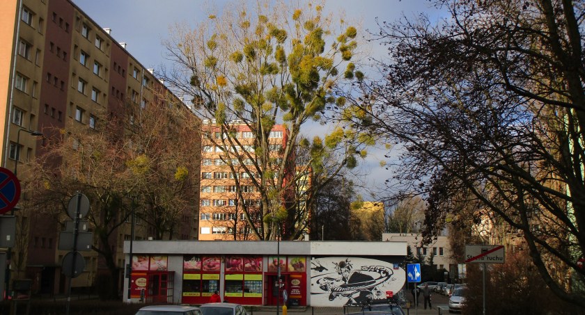 A u Nas na osiedlu zawsze zielono 