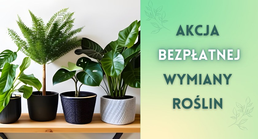 Akcja wymiany roślin w Parku Pięciu Sióstr