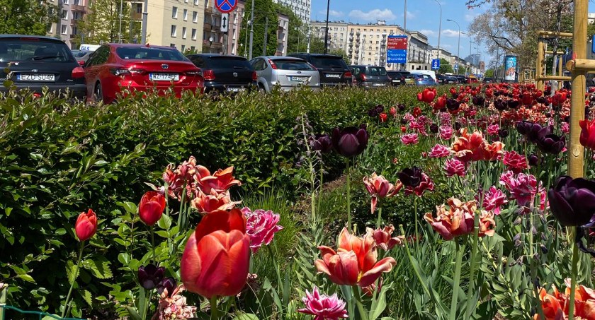 Konkurs Warszawa w kwiatach