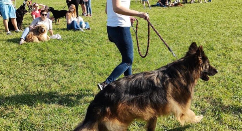 Dog Champion Ochoty
