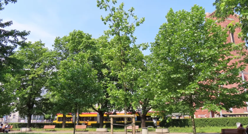 Dąb 