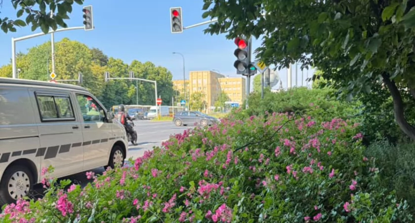 Zieleń na Ochocie czasami bywa niebezpieczna