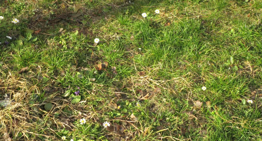 Powiew wiosny i kolorowe trawniki