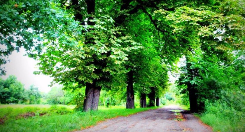 Nowa zieleń w parkach we Włochach, na Ochocie i Żoliborzu 