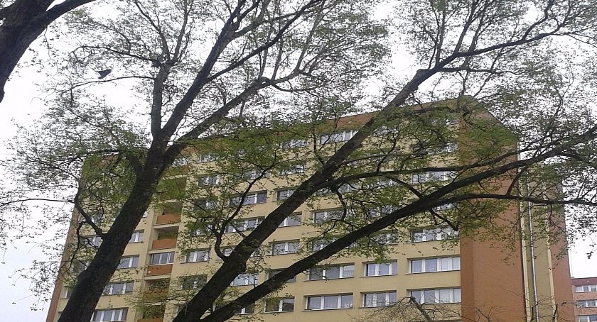 Na pochyłe drzewo……