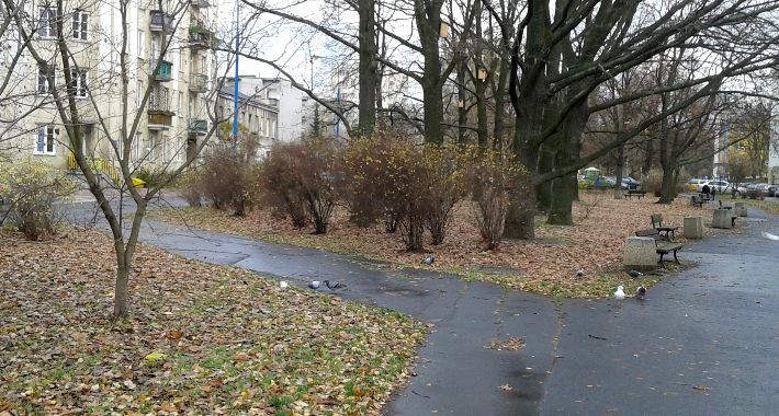 Opadły liście z drzew