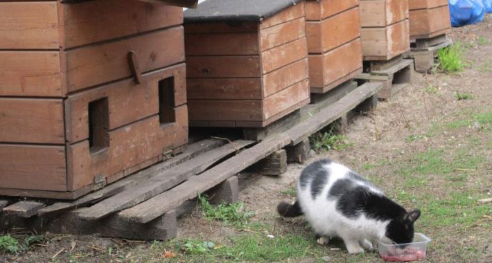 Pomóżmy kotom wolno żyjącym