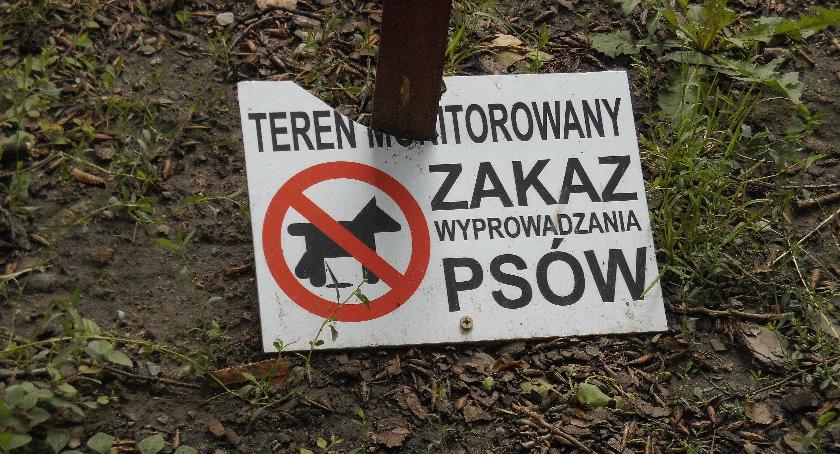 Kamera straszakiem na psy? 