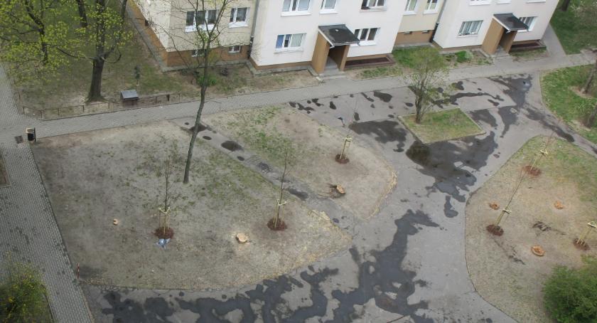 A jednak posadzili nowe drzewa