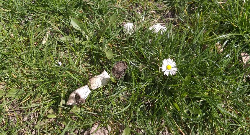 Wiosna na naszych podwórkach.