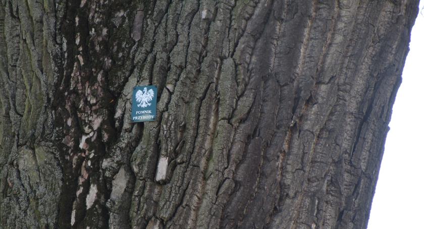 Drzewa na Banacha - wystarczy tabliczka?