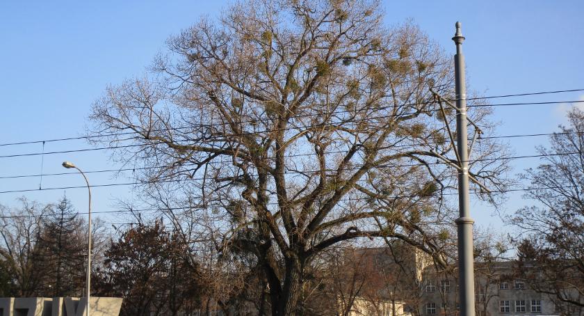 Na Ochocie są najpiękniejsze drzewa, ale w zimie 