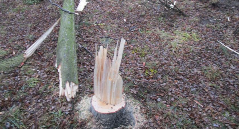 Na Korotyńskiego grasują wandale i znawcy współczesnej dendrologii