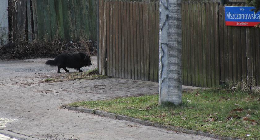 Mszczonowska - nawet pies się wstydzi takiego otoczenia