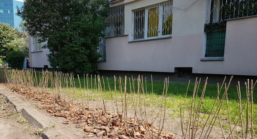 Sadzimy krzewy, drzewa i żywopłoty czyli Ochota gra w zielone