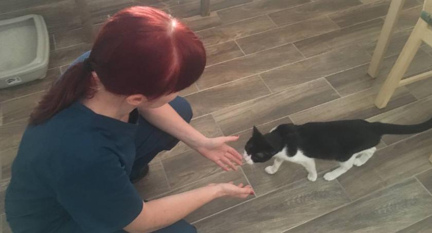 Na Grójeckiej koty czekają na adopcję