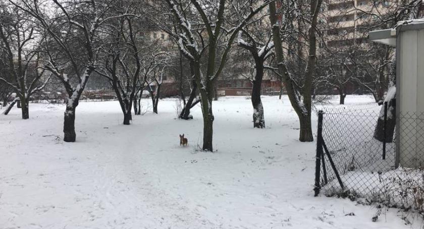 Teren  za bazarkiem przy ul. Mołdawskiej ma być sprzątany