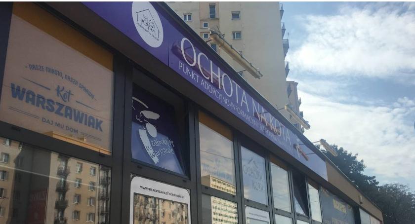 Jak zaopiekować się kotem?